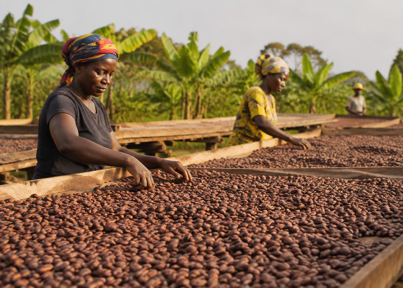 Farmers sorting cocoa beans on drying racks